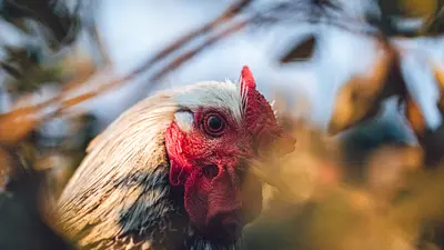 Wysoce zjadliwa grypa ptaków (HPAI) – nowe rozporządzenia i obszary objęte ograniczeniami