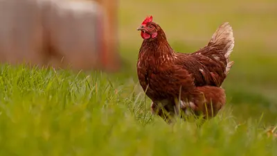 Nowe rozporządzenie w sprawie zwalczania grypy ptaków (HPAI)