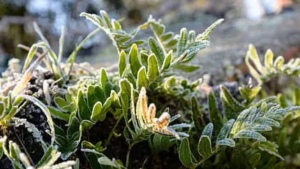 Uwaga na przymrozki w powiecie średzkim. IMGW wydał ostrzeżenie