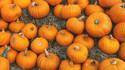 VI Regionalny Festiwal Dyni w Borowie już w najbliższą niedzielę