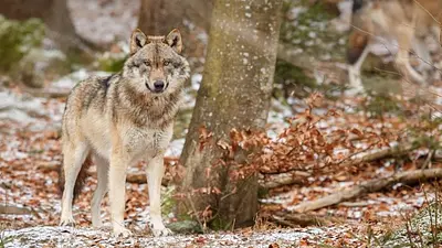 Monitoring wilków!