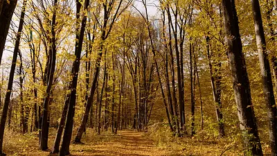 Najpiękniejsze miejsca na jesienny spacer w Wielkopolsce – odkryj naturę w złotych barwach