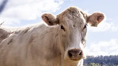 Ceny produktów mlecznych w Polsce i na świecie. Czerwcowy wzrost indeksu FAO, ale proszki w dół